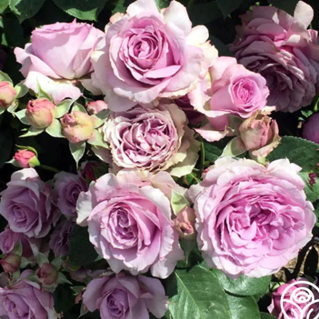 Arborose® Quicksilver>Heirloom Roses Best
