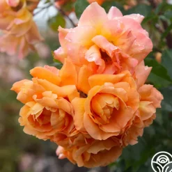Arborose® Tangerine Skies>Heirloom Roses Outlet