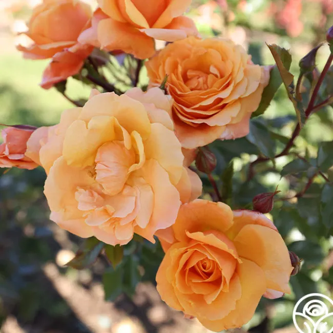 Arborose® Tangerine Skies>Heirloom Roses Outlet