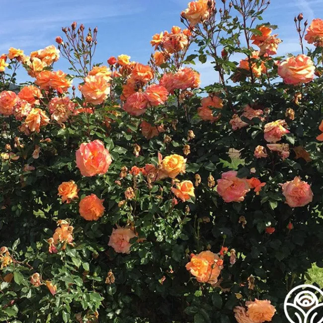 Arborose® Tangerine Skies>Heirloom Roses Outlet