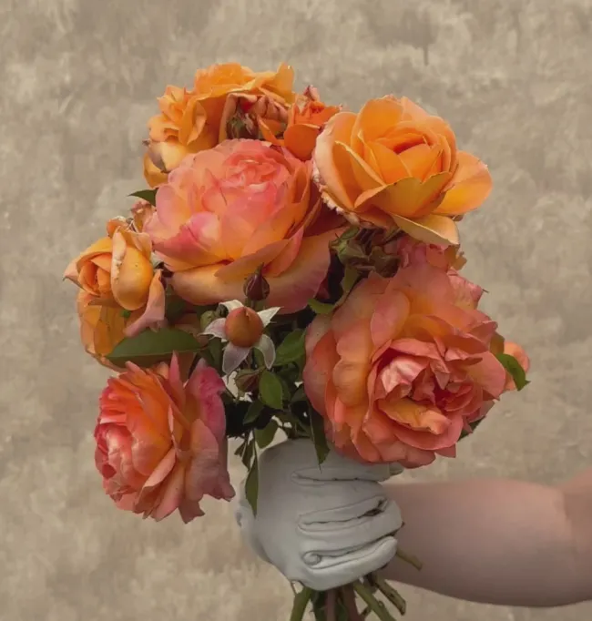 Arborose® Tangerine Skies>Heirloom Roses Outlet