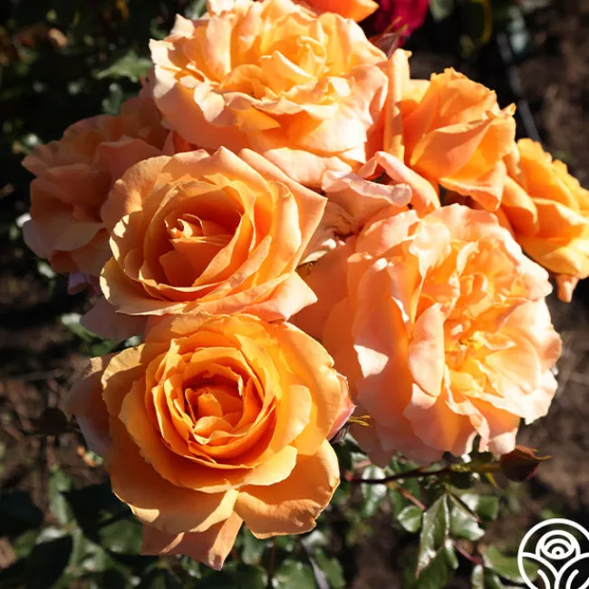 Arborose® Tangerine Skies>Heirloom Roses Outlet