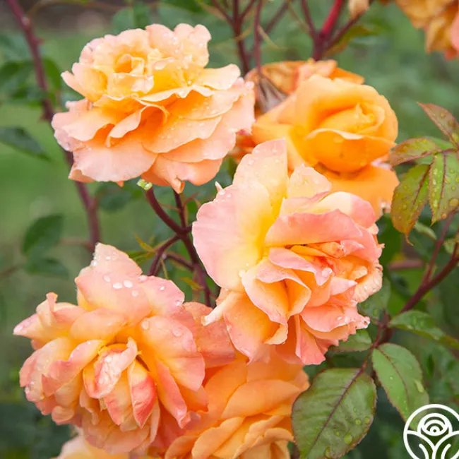 Arborose® Tangerine Skies>Heirloom Roses Outlet
