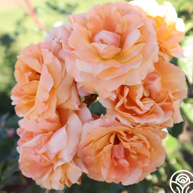 Arborose® Tangerine Skies>Heirloom Roses Outlet
