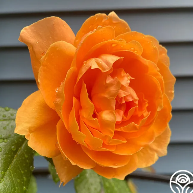 Arborose® Tangerine Skies>Heirloom Roses Outlet