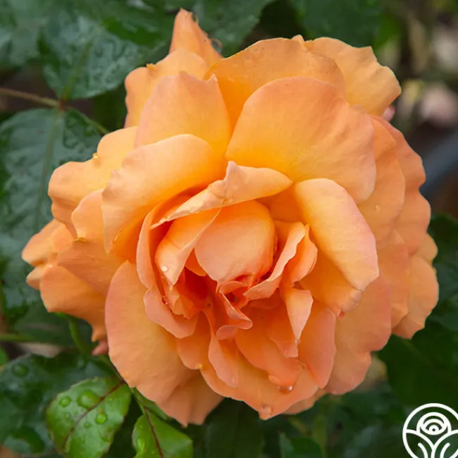 Arborose® Tangerine Skies>Heirloom Roses Outlet