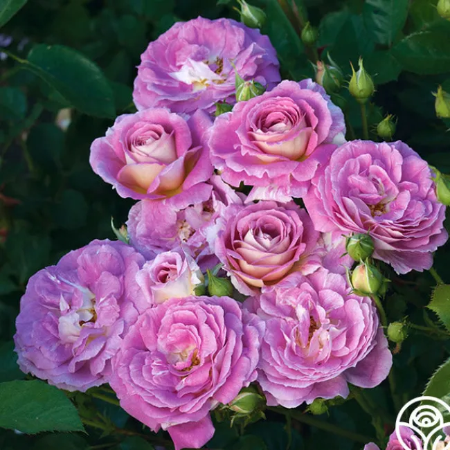 Arctic Blue™>Heirloom Roses New