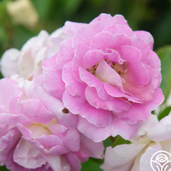 Arctic Blue™>Heirloom Roses New