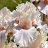 Are We In Love>Heirloom Roses Best