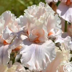 Are We In Love>Heirloom Roses Best