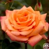 Arizona>Heirloom Roses Clearance