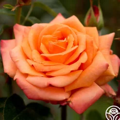 Arizona>Heirloom Roses Clearance
