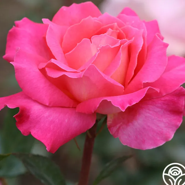 Audrey Wilcox®>Heirloom Roses Online