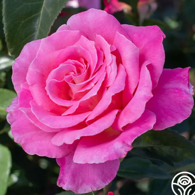 Audrey Wilcox®>Heirloom Roses Online