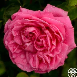 Auguste Renoir®>Heirloom Roses Hot