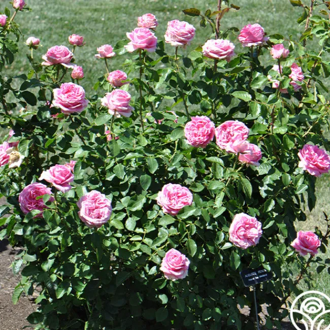 Auguste Renoir®>Heirloom Roses Hot