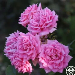 Aunt Honey><noscript><img width=