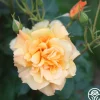 Autumn Sunset®>Heirloom Roses Online
