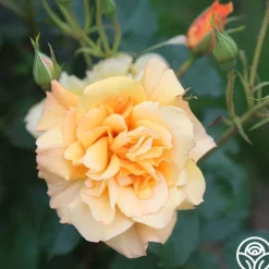 Autumn Sunset®>Heirloom Roses Online