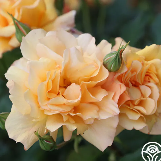 Autumn Sunset®>Heirloom Roses Online