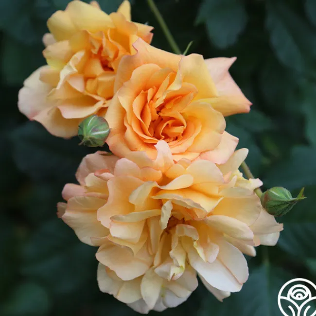 Autumn Sunset®>Heirloom Roses Online