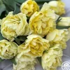 Avant Garde>Heirloom Roses Outlet