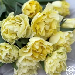 Avant Garde>Heirloom Roses Outlet
