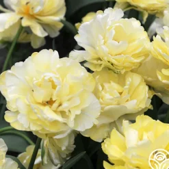 Avant Garde>Heirloom Roses Outlet