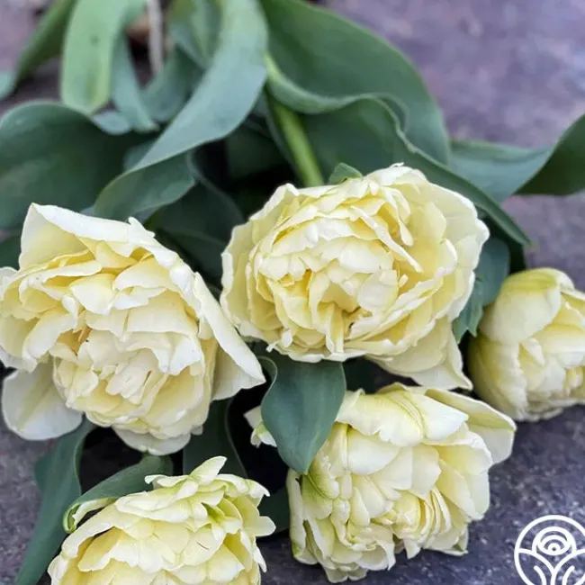 Avant Garde>Heirloom Roses Outlet