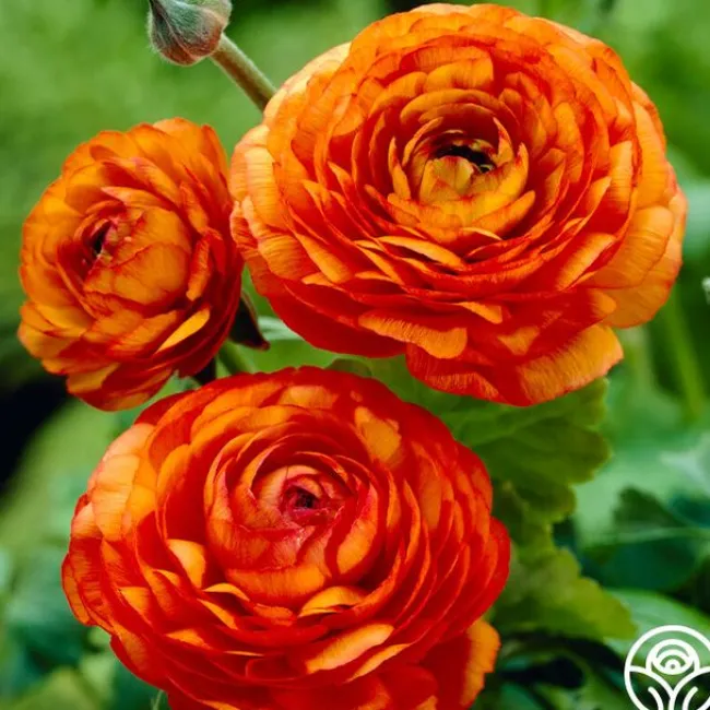 Aviv Orange>Heirloom Roses Hot