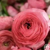 Aviv Rose>Heirloom Roses Sale