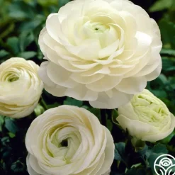 Aviv White>Heirloom Roses Outlet