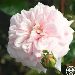 Awakening™><noscript><img width=