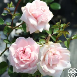 Awakening™><noscript><img width=