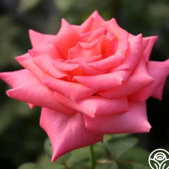 Awareness>Heirloom Roses Sale