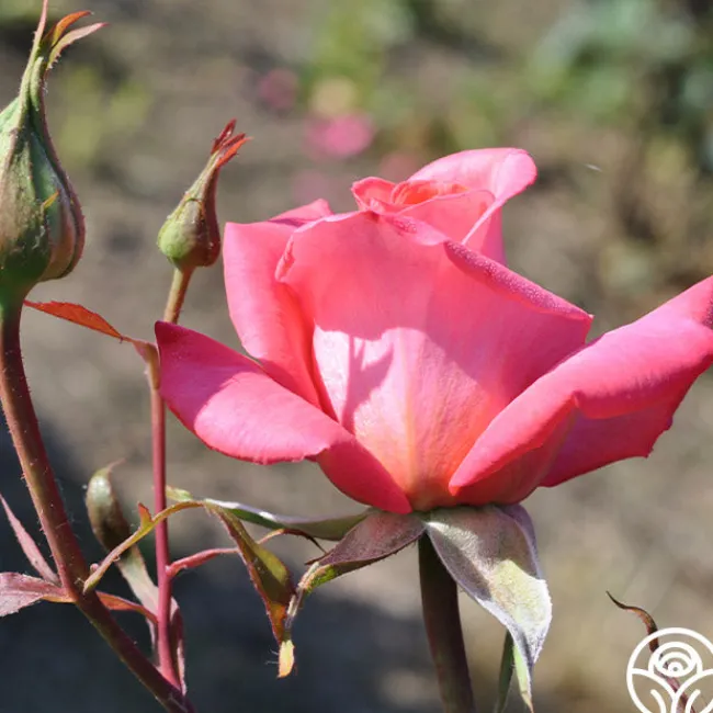 Awareness>Heirloom Roses Sale
