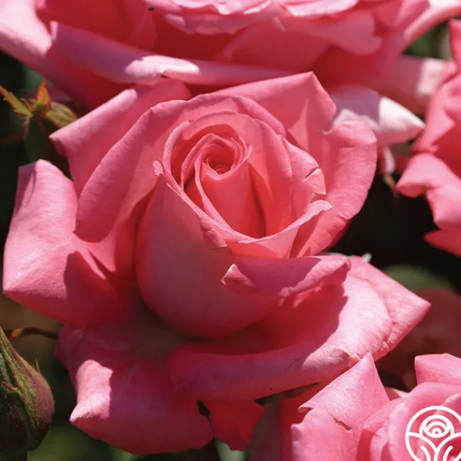 Awareness>Heirloom Roses Sale