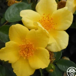 Baby Love®>Heirloom Roses Discount