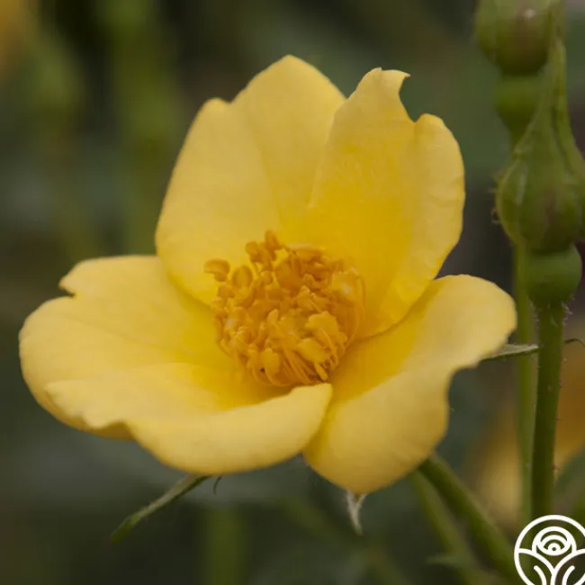 Baby Love®>Heirloom Roses Discount