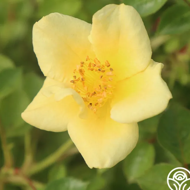 Baby Love®>Heirloom Roses Discount