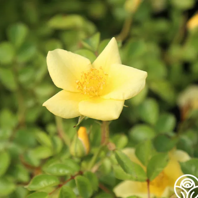 Baby Love®>Heirloom Roses Discount