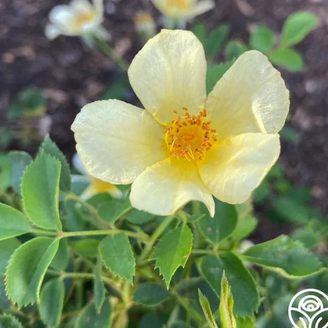 Baby Love®>Heirloom Roses Discount
