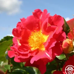 Bajazzo®>Heirloom Roses New