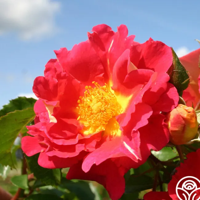 Bajazzo®>Heirloom Roses New