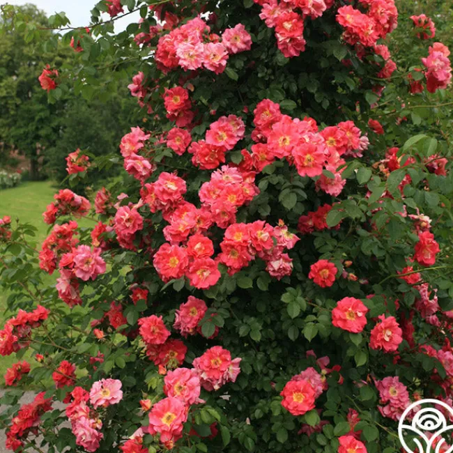 Bajazzo®>Heirloom Roses New