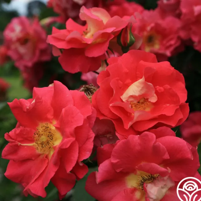 Bajazzo®>Heirloom Roses New