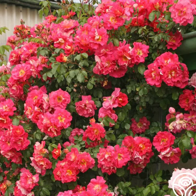 Bajazzo®>Heirloom Roses New
