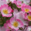 Ballerina>Heirloom Roses Outlet