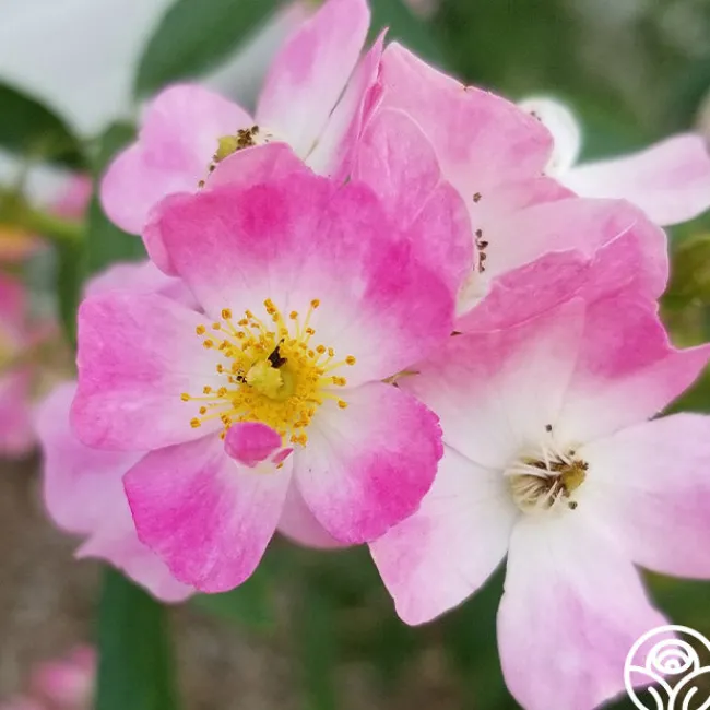 Ballerina>Heirloom Roses Outlet