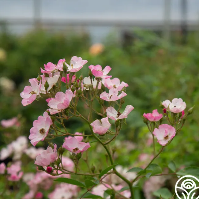 Ballerina>Heirloom Roses Outlet